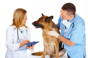 Profesionali veterinarija