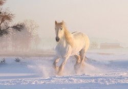 Žirgų priežiūra